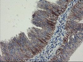 DPH2 Antibody in Immunohistochemistry (Paraffin) (IHC (P))