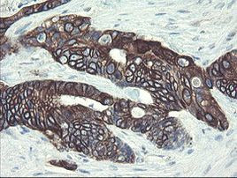 DPH2 Antibody in Immunohistochemistry (Paraffin) (IHC (P))