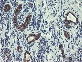 DPH2 Antibody in Immunohistochemistry (Paraffin) (IHC (P))