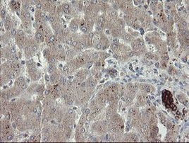 DPH2 Antibody in Immunohistochemistry (Paraffin) (IHC (P))