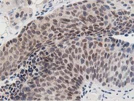 DPP3 Antibody in Immunohistochemistry (Paraffin) (IHC (P))