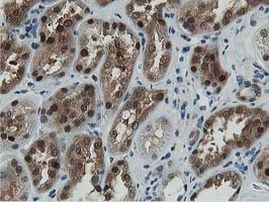 DPP3 Antibody in Immunohistochemistry (Paraffin) (IHC (P))