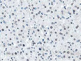 DPP3 Antibody in Immunohistochemistry (Paraffin) (IHC (P))