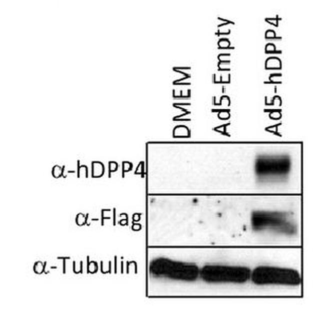 DPP4 Antibody in Western Blot (WB)