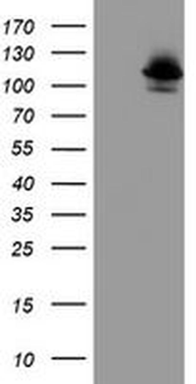 DPP8 Antibody in Western Blot (WB)