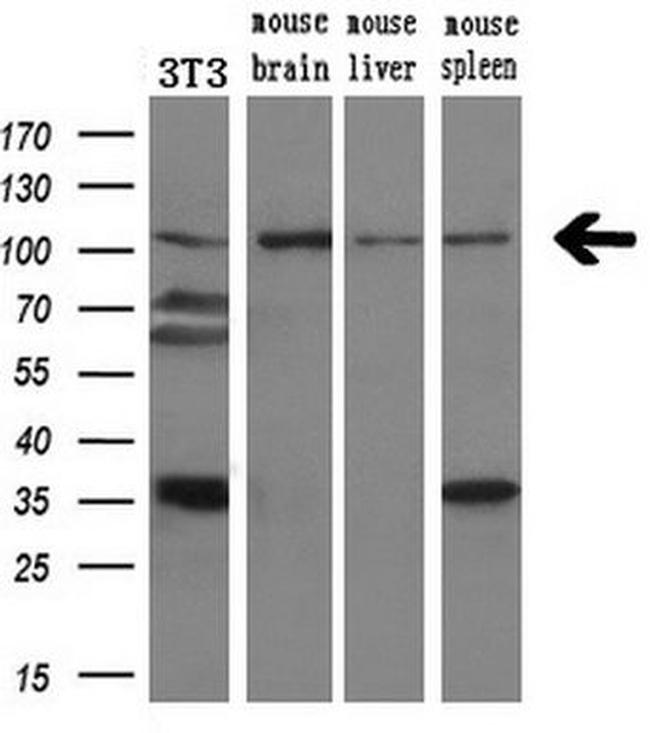 DPP8 Antibody in Western Blot (WB)