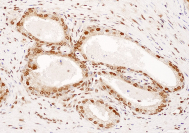 DPY30 Antibody in Immunohistochemistry (IHC)