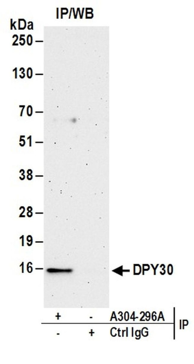 DPY30 Antibody in Immunoprecipitation (IP)