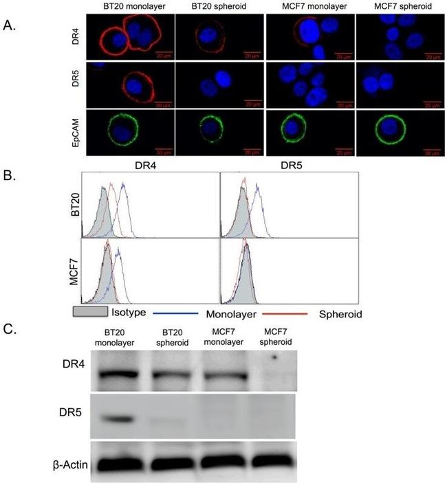 CD261 (DR4) Antibody in Flow Cytometry (Flow)