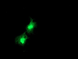 DTYMK Antibody in Immunocytochemistry (ICC/IF)