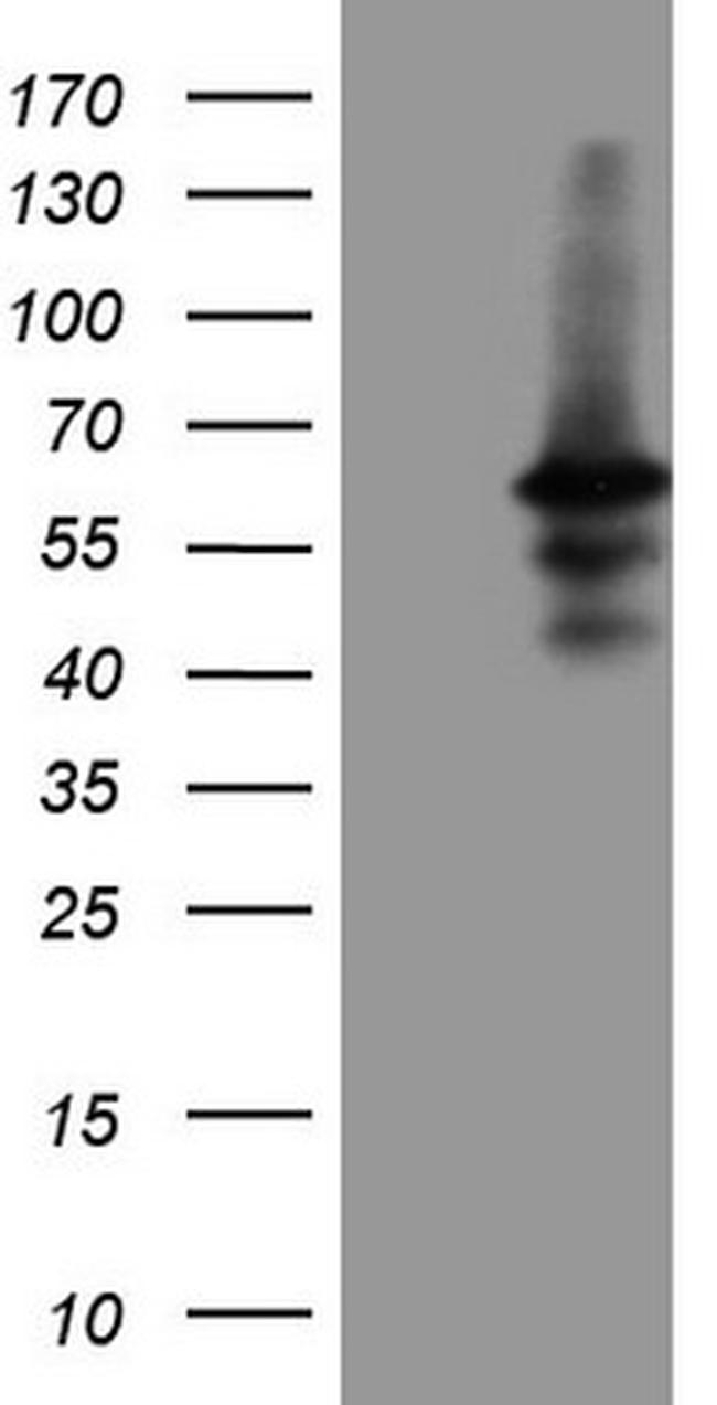 DUSP10 Antibody in Western Blot (WB)