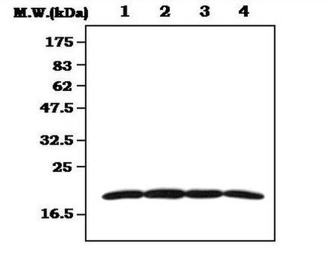 DUSP3 Antibody in Western Blot (WB)