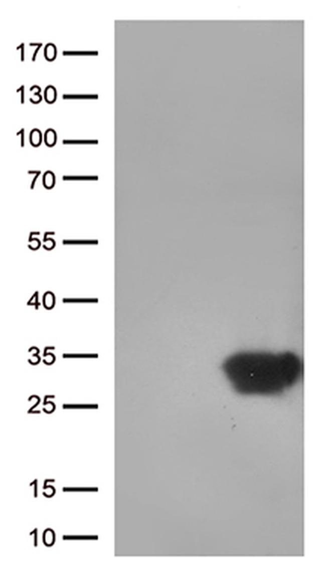 DUSP3 Antibody in Western Blot (WB)