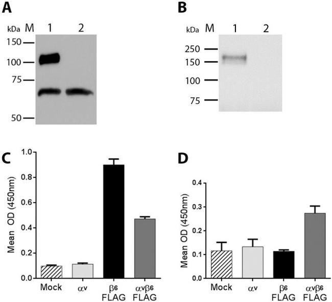 DYKDDDDK Tag Antibody in Western Blot, ELISA (WB, ELISA)