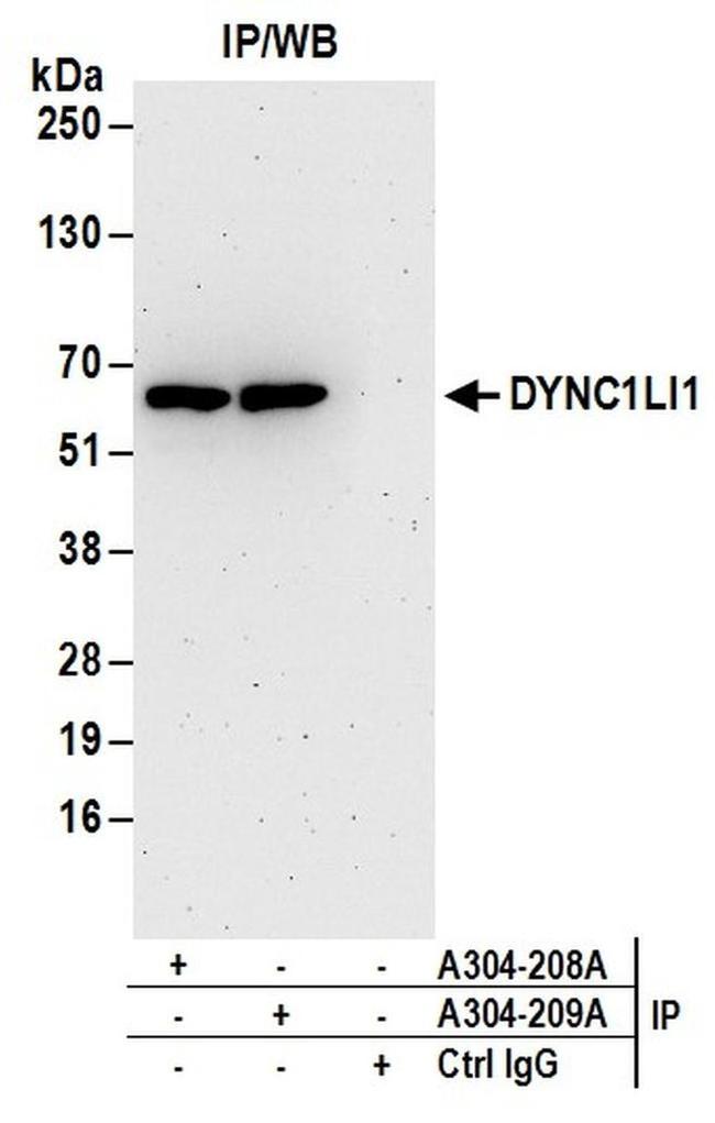 DYNC1LI1 Antibody in Western Blot (WB)