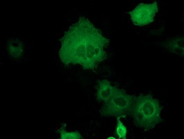 DYNC1LI1 Antibody in Immunocytochemistry (ICC/IF)