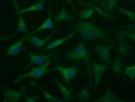 DYNC1LI1 Antibody in Immunocytochemistry (ICC/IF)