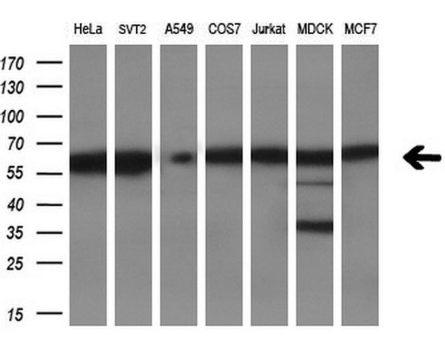 DYNC1LI1 Antibody in Western Blot (WB)