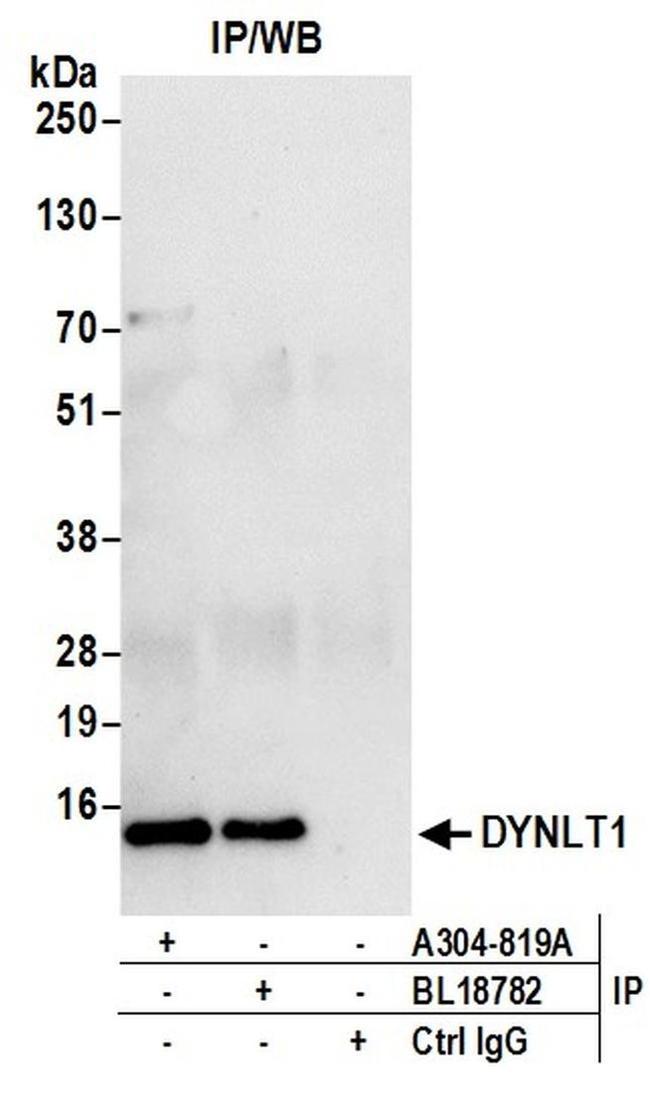 DYNLT1 Antibody in Western Blot (WB)