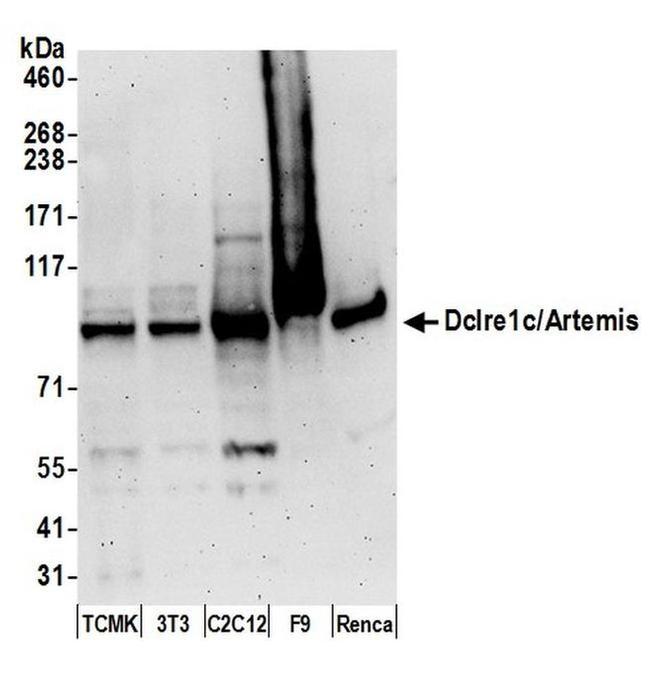 Dclre1c/Artemis Antibody in Western Blot (WB)