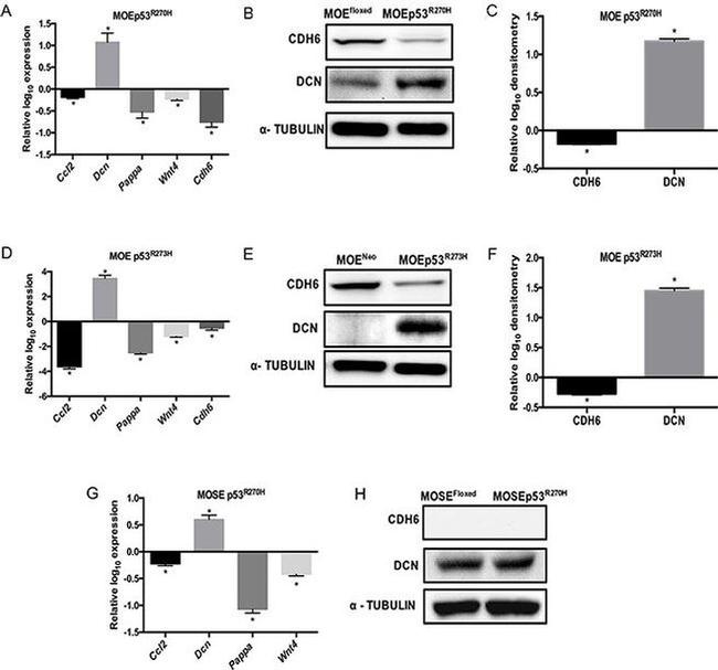 Decorin Antibody in Western Blot (WB)