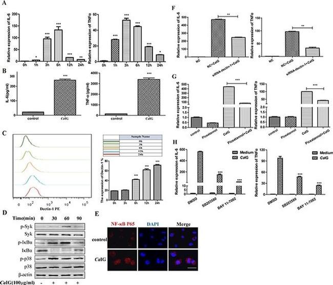 CD369 (Clec7a, Dectin-1) Antibody in Flow Cytometry (Flow)