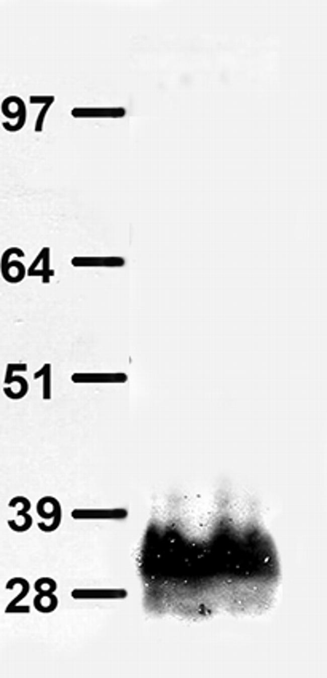 Dendra2 Antibody in Western Blot (WB)