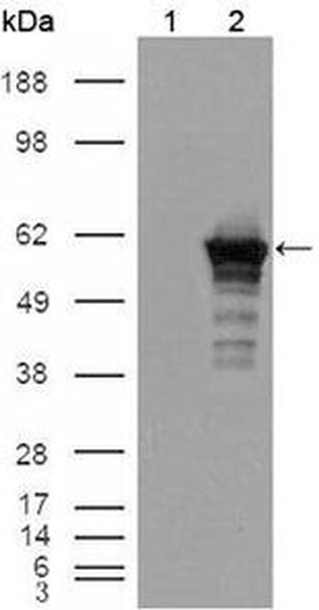 Desmin Antibody in Western Blot (WB)