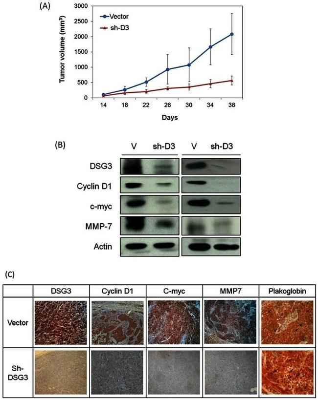 Desmoglein 3 Antibody in Immunohistochemistry (IHC)