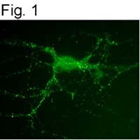 PSD-95 Antibody in Immunocytochemistry (ICC/IF)