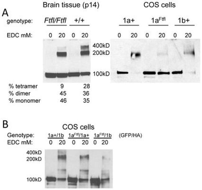 Dynamin 1 Antibody in Western Blot (WB)