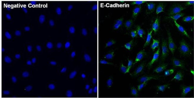 E-cadherin Antibody in Immunocytochemistry (ICC/IF)