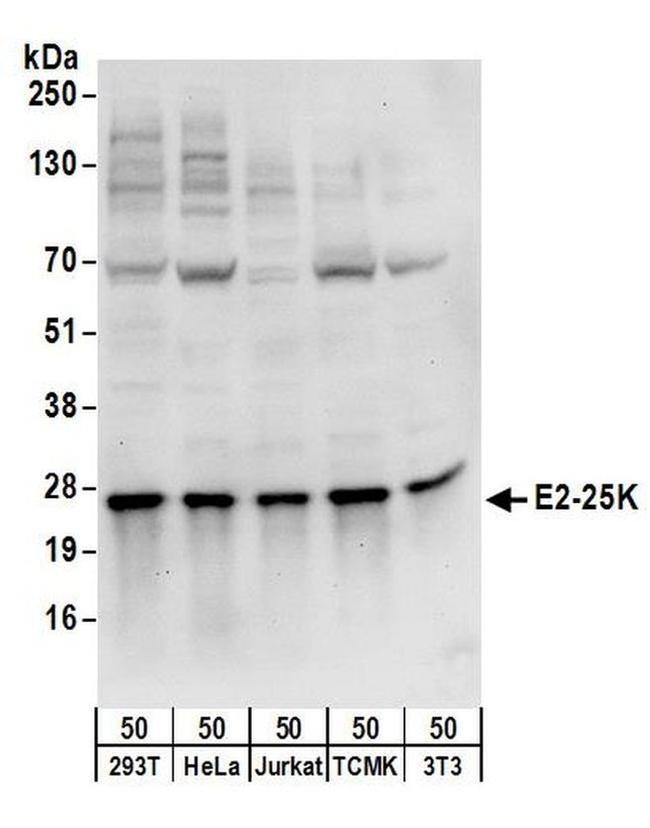 E2-25K Antibody in Western Blot (WB)