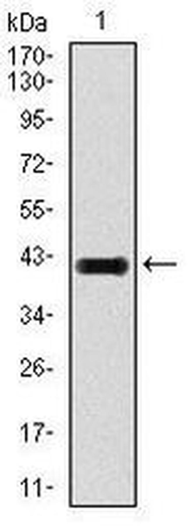 E2F1 Antibody in Western Blot (WB)