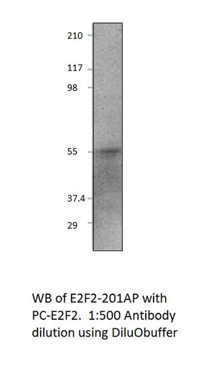 E2F2 Antibody in Western Blot (WB)