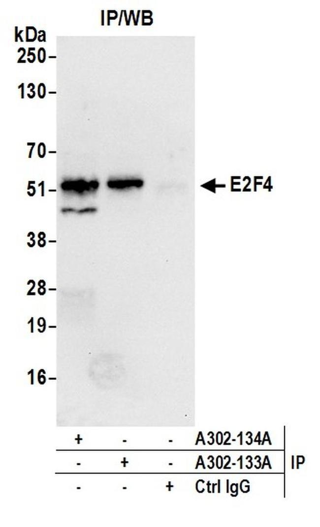 E2F4 Antibody in Western Blot (WB)