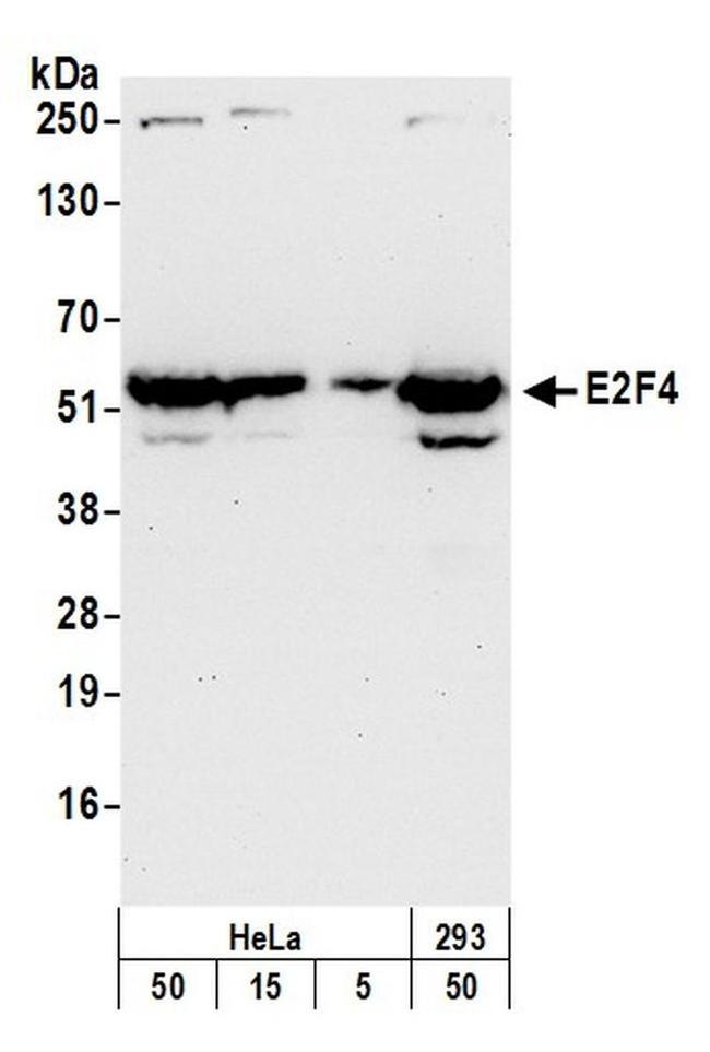 E2F4 Antibody in Western Blot (WB)