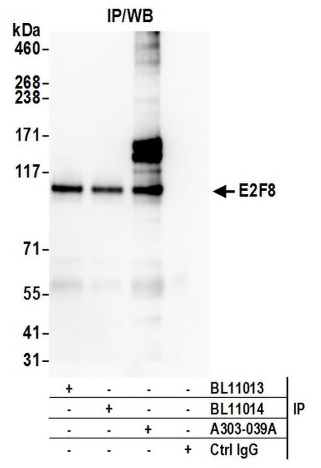 E2F8 Antibody in Western Blot (WB)