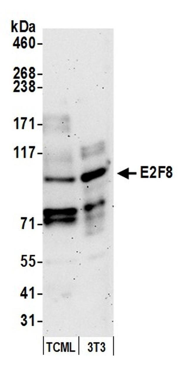 E2F8 Antibody in Western Blot (WB)