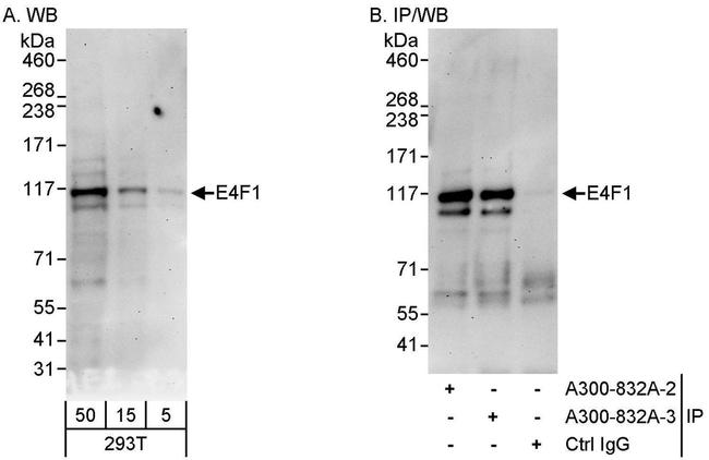 E4F1 Antibody in Western Blot (WB)