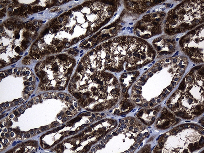 EARS2 Antibody in Immunohistochemistry (Paraffin) (IHC (P))