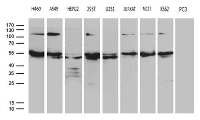 EARS2 Antibody in Western Blot (WB)