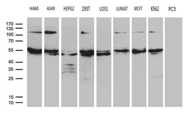 EARS2 Antibody in Western Blot (WB)