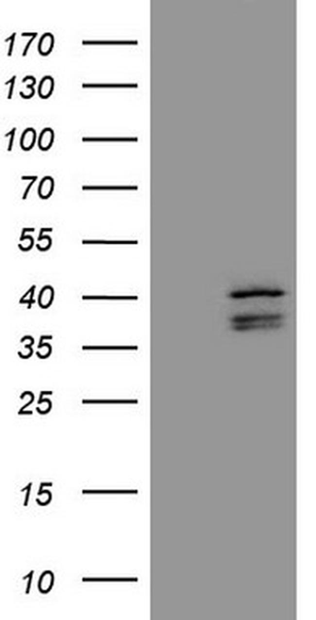 EBLN2 Antibody in Western Blot (WB)