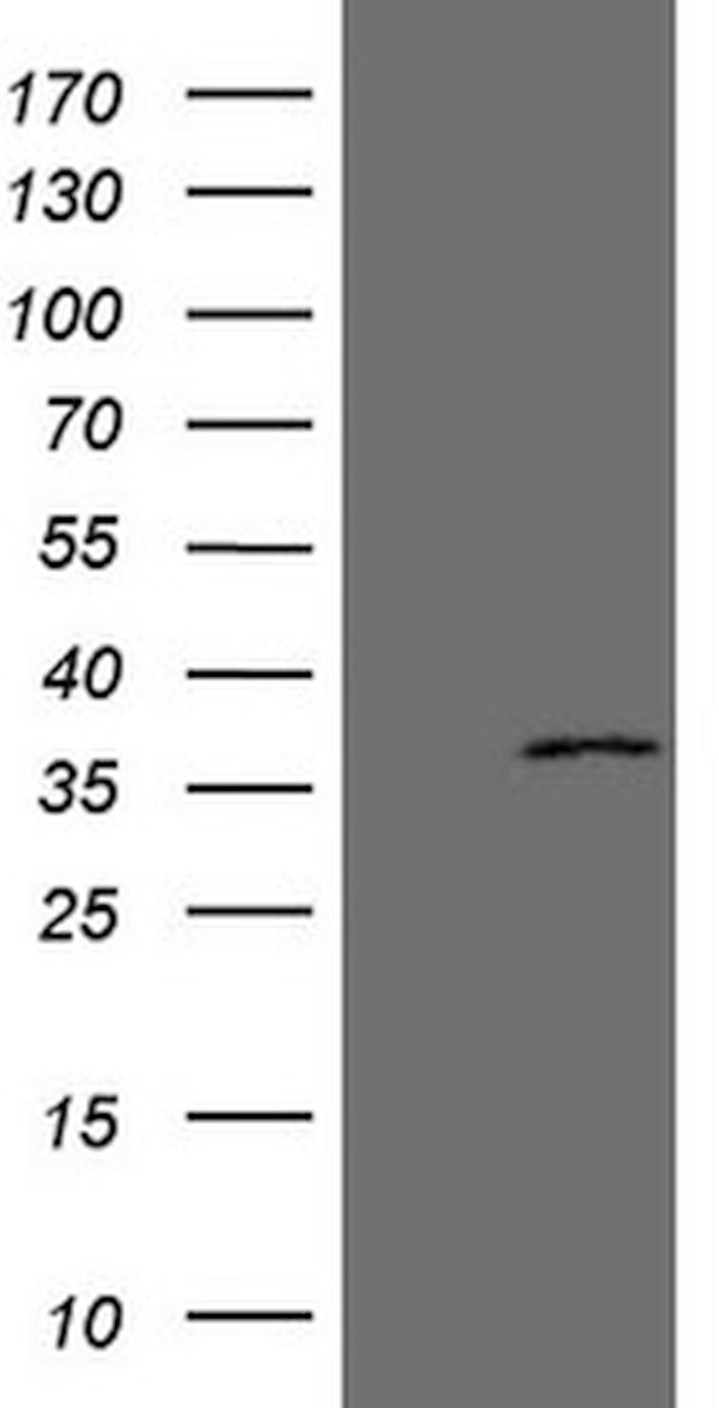 EBLN2 Antibody in Western Blot (WB)