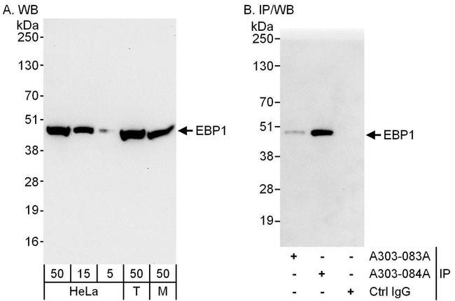 EBP1 Antibody in Western Blot (WB)