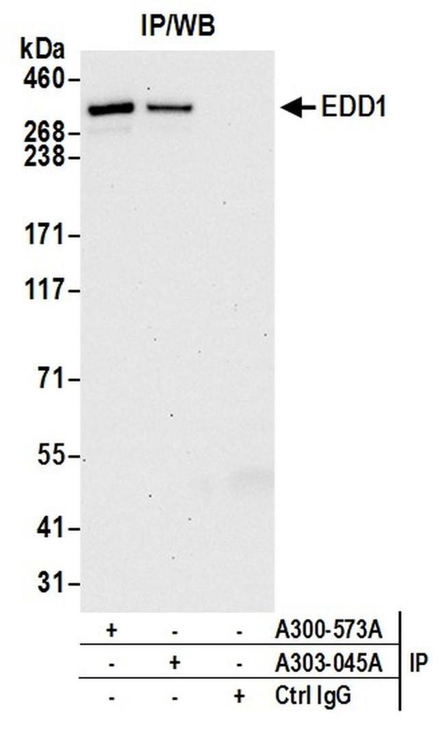 EDD1 Antibody in Western Blot (WB)