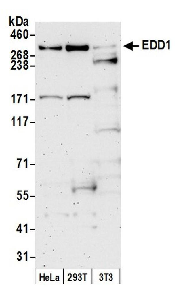 EDD1 Antibody in Western Blot (WB)