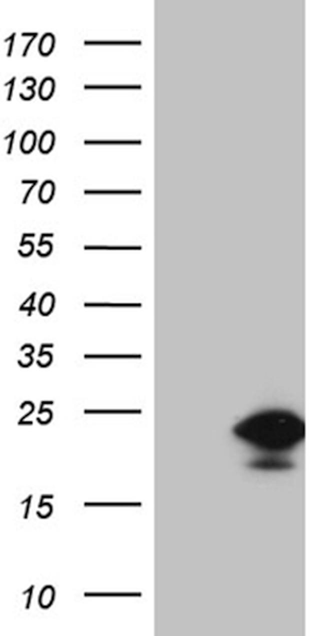 EDF1 Antibody in Western Blot (WB)