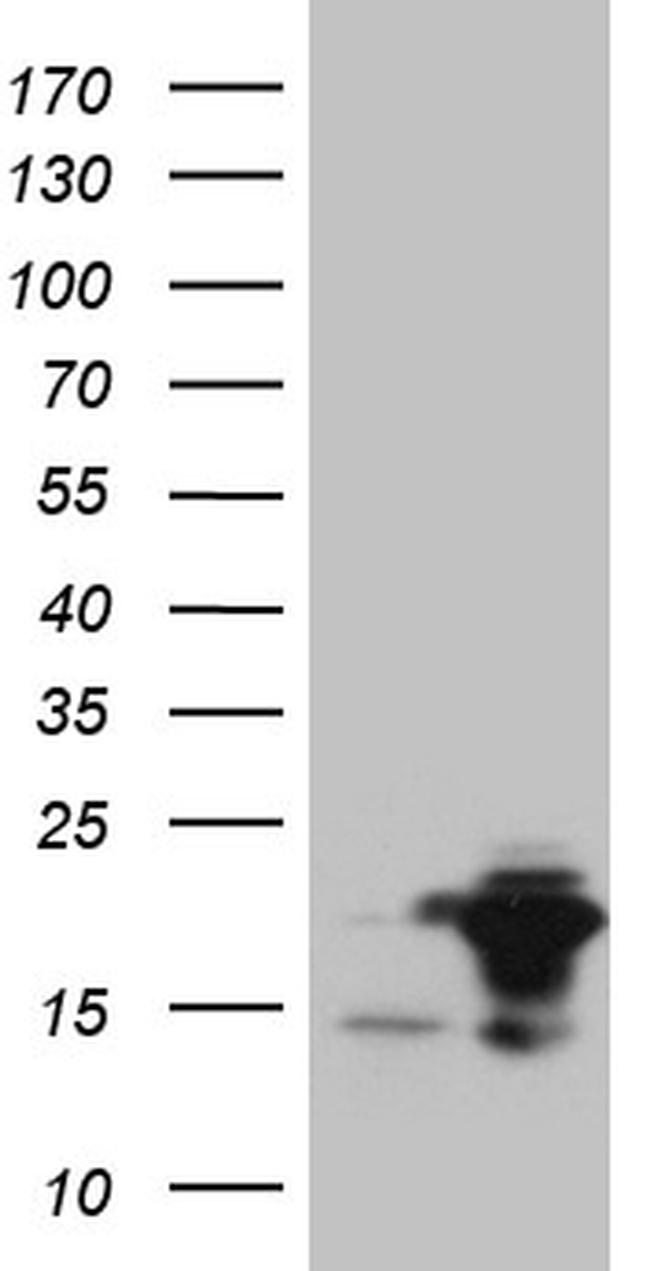 EDF1 Antibody in Western Blot (WB)